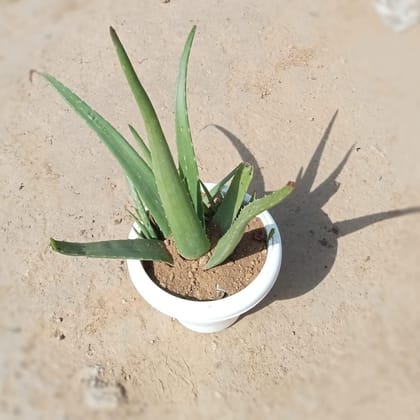 Buy Aloe Vera in 8 Inch Classy White Plastic Pot Online | Urvann.com