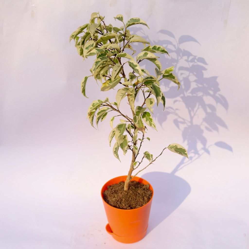 ATUL6440 - Ficus Starlight in 4 Inch Orange Florence Self Watering Pot