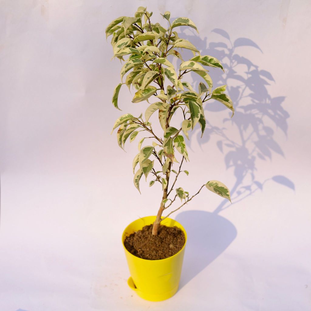 ATUL6442 - Ficus Starlight in 4 Inch Yellow Florence Self Watering Pot