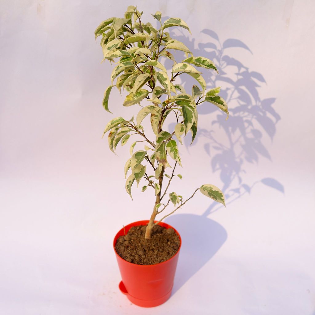 ATUL6444 - Ficus Starlight in 4 Inch Red Florence Self Watering Pot