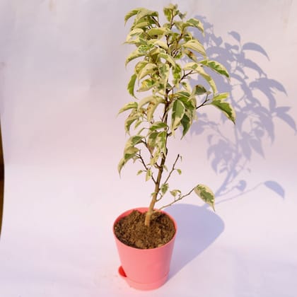 Buy Ficus Starlight in 4 Inch Pink Florence Self Watering Pot Online | Urvann.com