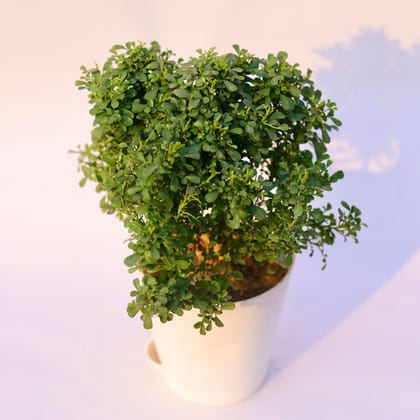 Buy Table Kamini in 4 Inch White Florence Self Watering Pot Online | Urvann.com