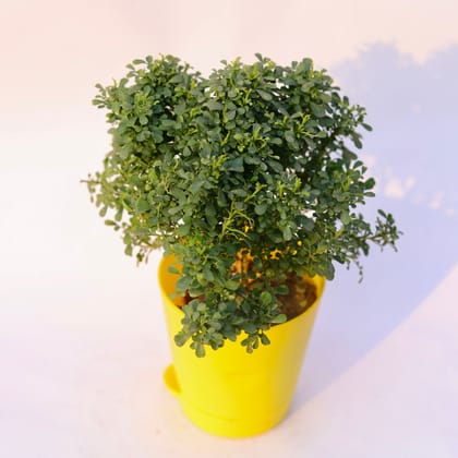 Buy Table Kamini in 4 Inch Yellow Florence Self Watering Pot Online | Urvann.com