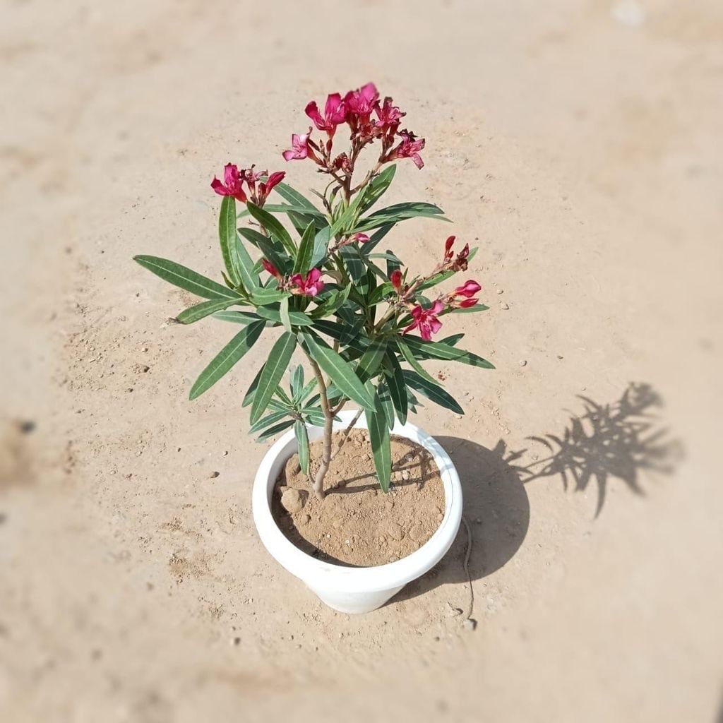 Free Next Day Delivery Kaner Oleander Any Colour In Inch Classy White Plastic Pot