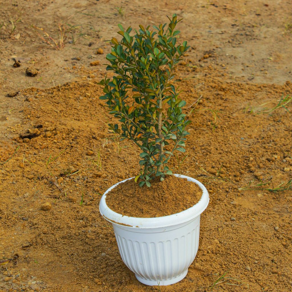 ATUL6515 - Buxus / Boxwood in 8 Inch White Olive Plastic Pot