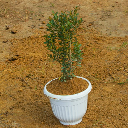 Buy Buxus / Boxwood in 8 Inch White Premium Olive Plastic Pot Online | Urvann.com