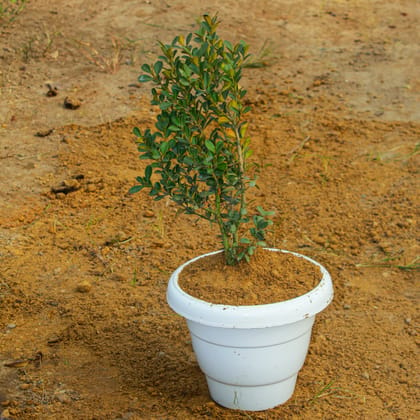 Buy Buxus / Boxwood in 8 Inch White Classy Plastic Pot Online | Urvann.com