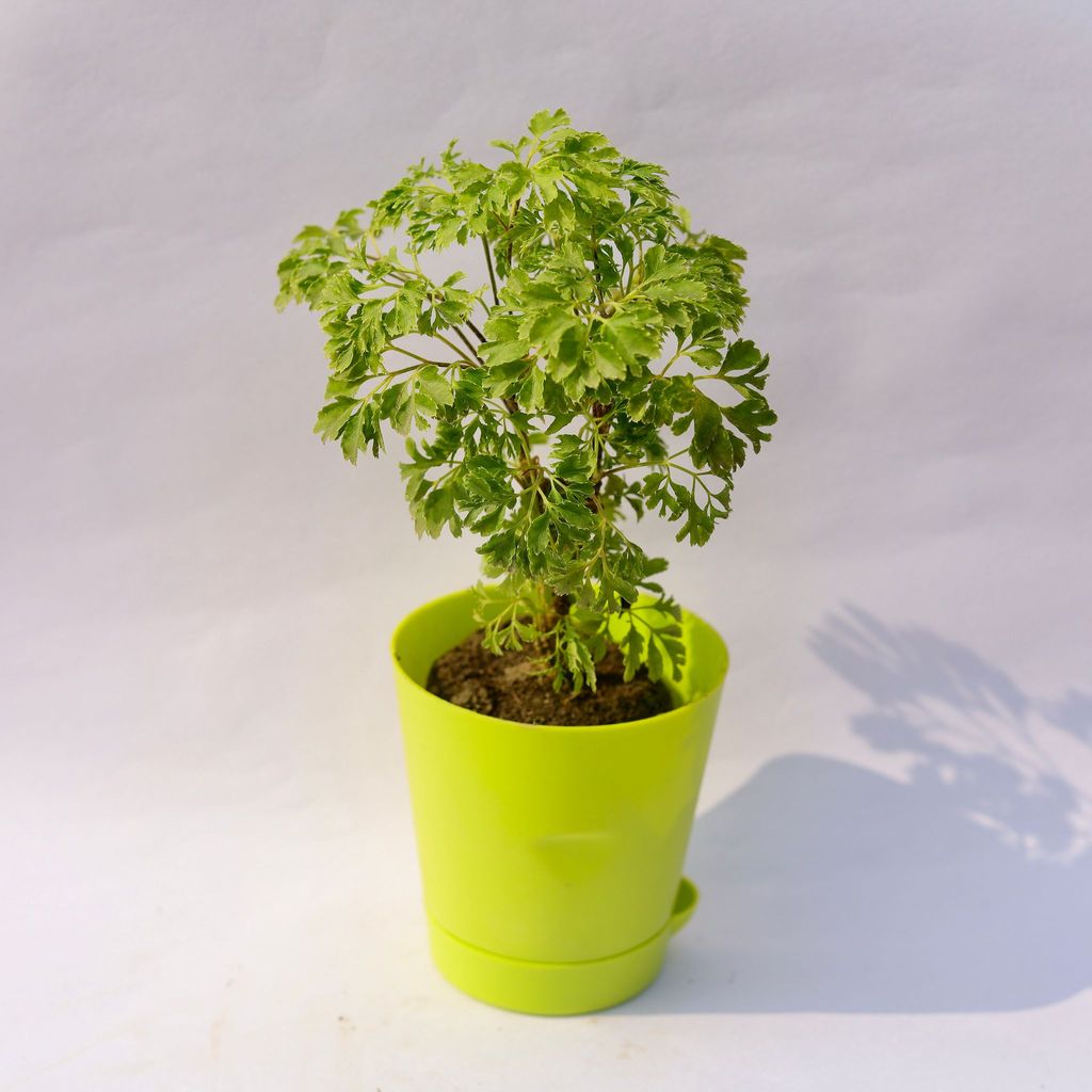 ATUL6335 - Aralia Green in 4 Inch Green Florence Self Watering Pot