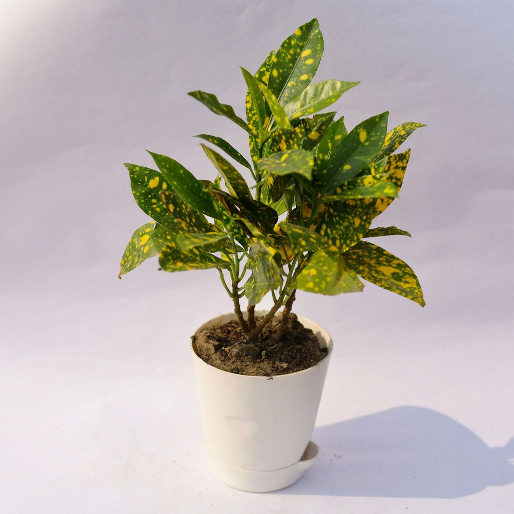 ATUL6353 - Baby Croton in 4 Inch White Florence Self Watering Pot