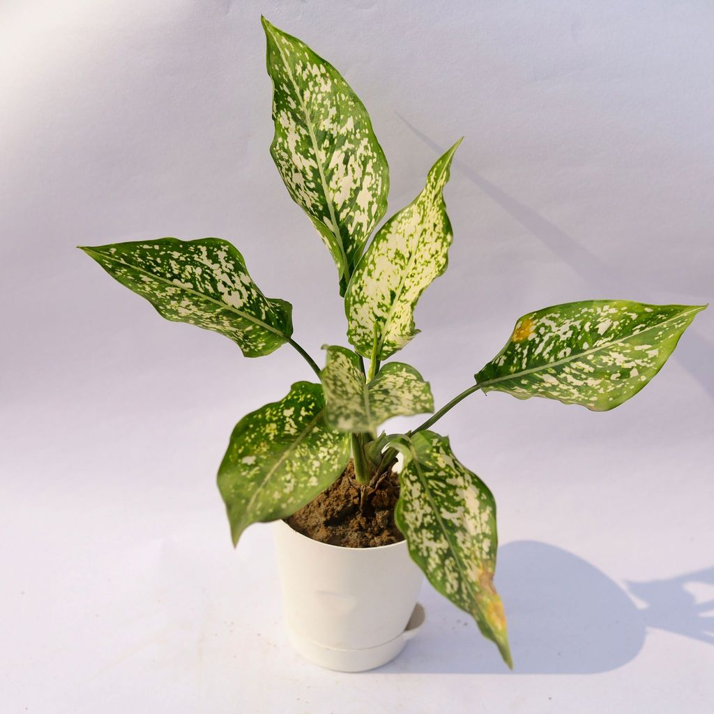 ATUL6373 - Aglaonema Snow White in 4 Inch White Florence Self Watering Pot