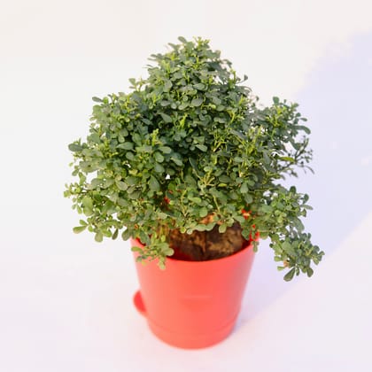 Buy Table Kamini in 4 Inch Red Florence Self Watering Pot Online | Urvann.com