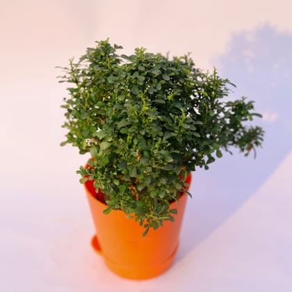 Buy Table Kamini in 4 Inch Orange Florence Self Watering Pot Online | Urvann.com