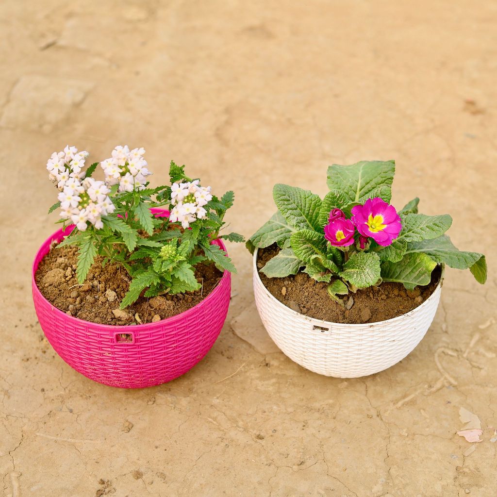 ATUL6225 - Set of 2 - Primula Rosea / Primrose & Verbena (any colour) in 7 X 4.5 Inch Premium Euro Hanging Plastic Pot (multicolour)