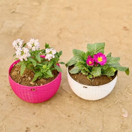 Buy Set of 2 - Primula Rosea / Primrose & Verbena (any colour) in 7 X 4.5 Inch Premium Euro Hanging Plastic Pot (multicolour) Online | Urvann.com