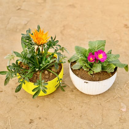 Buy Set of 2 - Primula Rosea / Primrose & Gazania (any colour) in 7 X 4.5 Inch Premium Euro Hanging Plastic Pot (multicolour) Online | Urvann.com