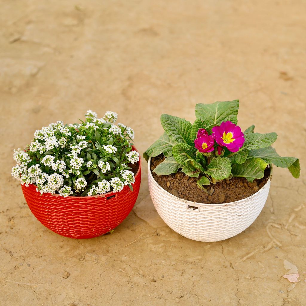 ATUL6227 - Set of 2 - Primula Rosea / Primrose & Alyssum (any colour) in 7 X 4.5 Inch Premium Euro Hanging Plastic Pot (multicolour)