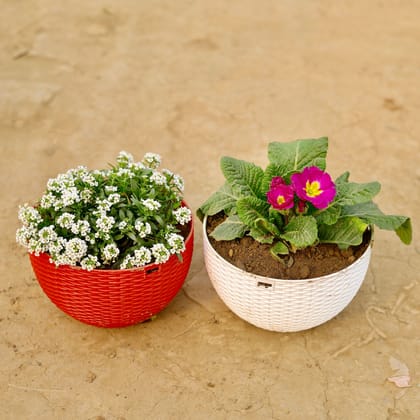 Buy Set of 2 - Primula Rosea / Primrose & Alyssum (any colour) in 7 X 4.5 Inch Premium Euro Hanging Plastic Pot (multicolour) Online | Urvann.com