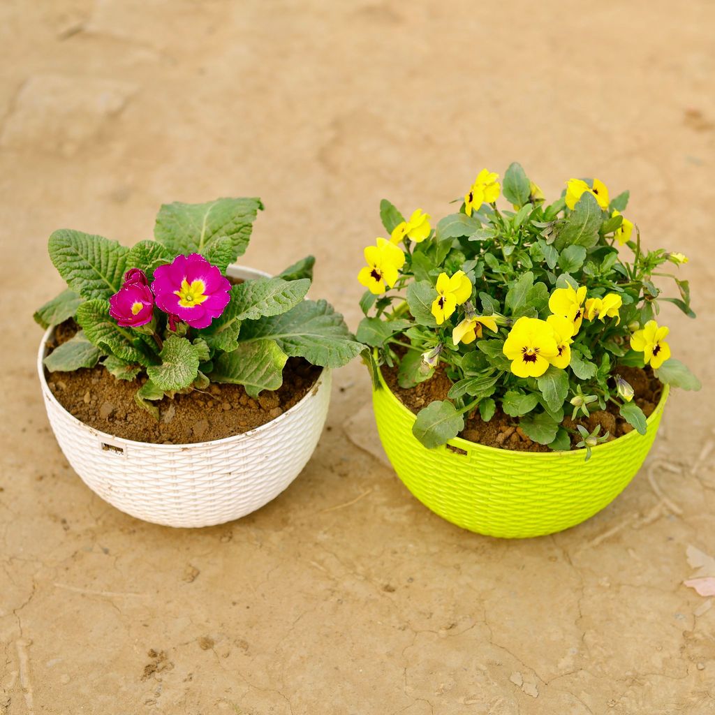 ATUL6228 - Set of 2 - Primula Rosea / Primrose & Pansy Viola (any colour) in 7 X 4.5 Inch Premium Euro Hanging Plastic Pot (multicolour)