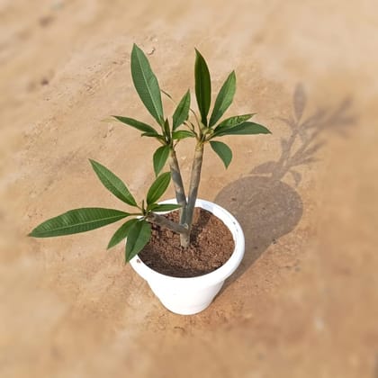 Buy Champa (Any Colour) in 8 Inch Classy White Plastic pot Online | Urvann.com