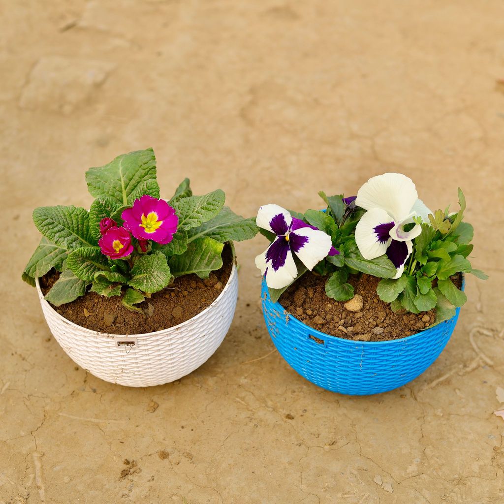 ATUL6229 - Set of 2 - Pansy & Primula Rosea / Primrose (any colour) in 7 X 4.5 Inch Premium Euro Hanging Plastic Pot (multicolour)