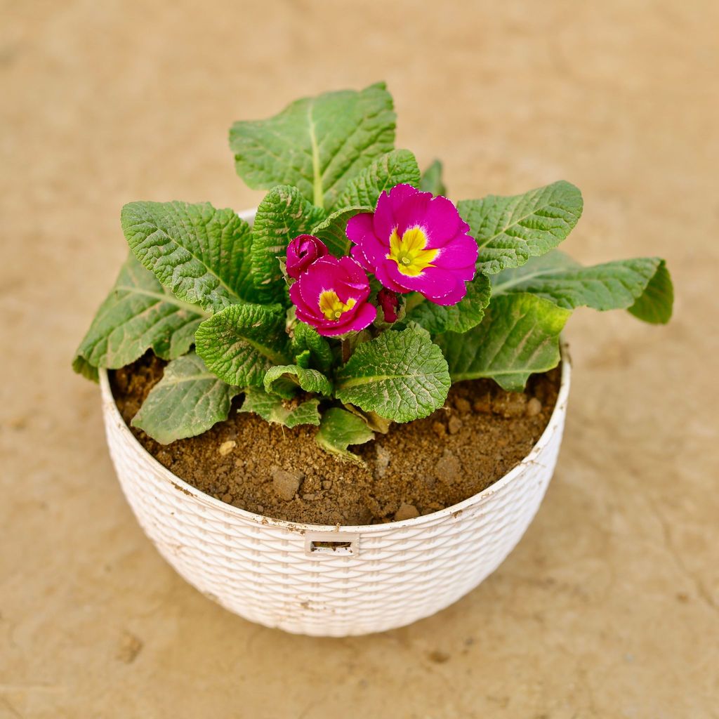 ATUL6242 - Primula Rosea / Primrose (any colour) in 7 X 4.5 Inch White Premium Euro Hanging Plastic Pot