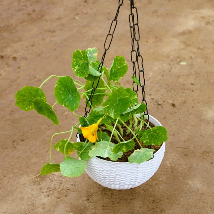 ATUL6244 - Nasturtium Orange in 6 Inch White Hanging Basket