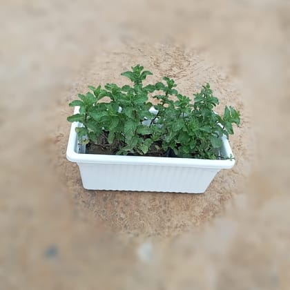 Buy Mint / Pudina in 12 Inch White Rectangular Window Plastic Planter Online | Urvann.com