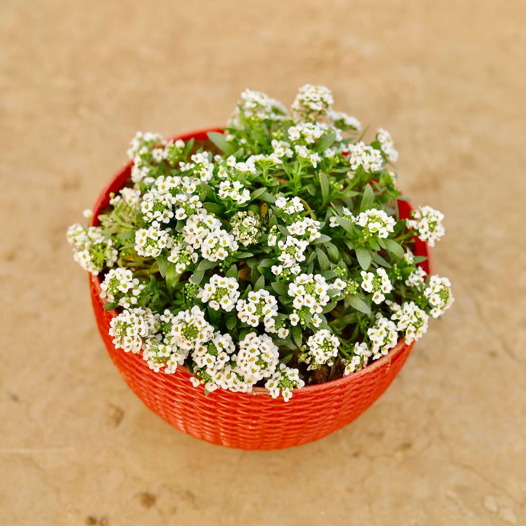 ATUL6253 - Alyssum (any colour) in 7 X 4.5 Inch Red Premium Euro Hanging Plastic Pot