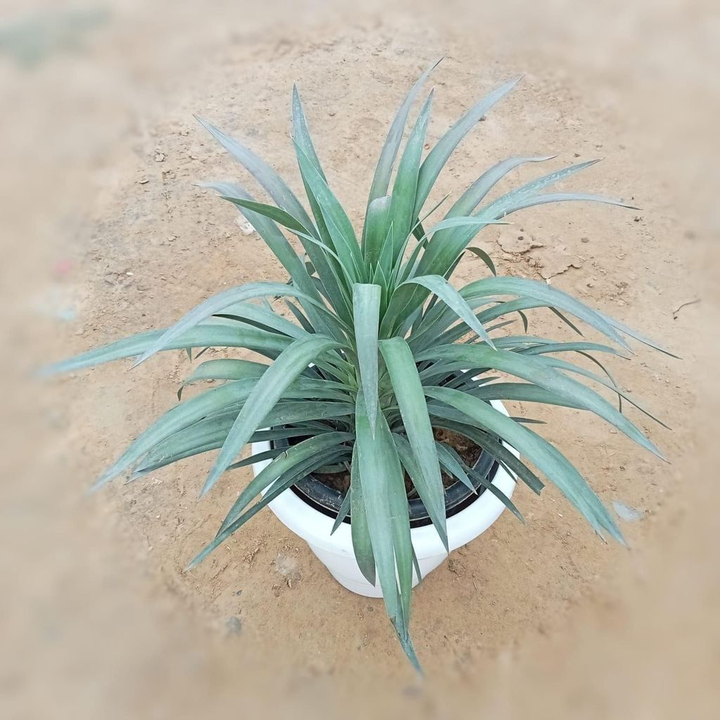 ATUL11325 - Yucca in 10 Inch Classy White Plastic Pot