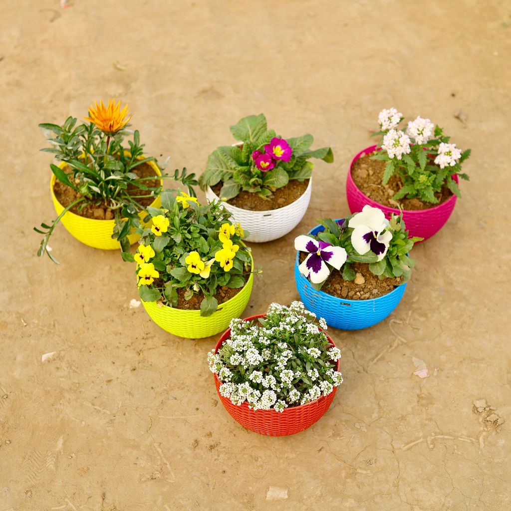 ATUL6263 - Hanging Flowering Delight - Set of 6 - Primula Rosea / Primrose,Pansy, Gazania, Verbena, Alyssum & Pansy Viola (any colour) in 7 X 4.5 Inch Premium Euro Hanging Plastic Pot (multicolour)