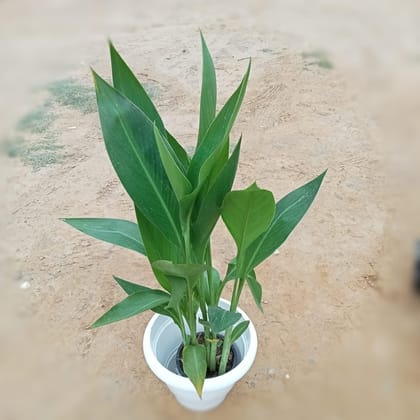 Buy Canna Lily in 10 Inch Classy White Plastic Pot Online | Urvann.com