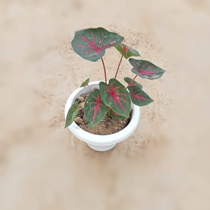 Buy Caladium in 8 Inch Classy White Plastic Pot Online | Urvann.com