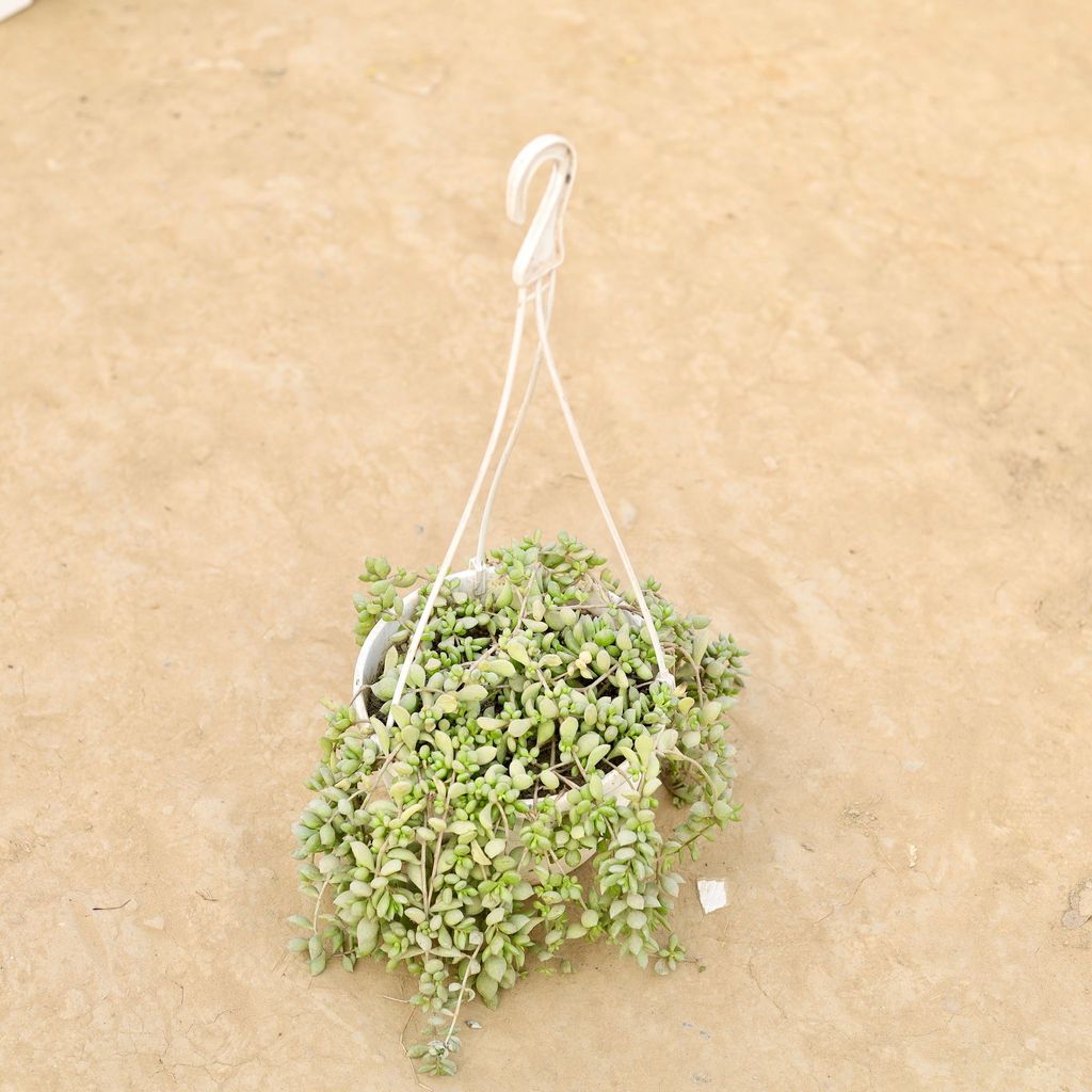 ATUL6281 - Senecio Radicans / String of Banana in 6 Inch White Hanging Basket