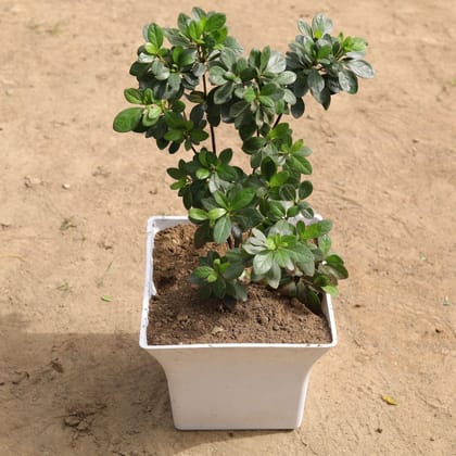 Buy Azelia (any colour) in 10 Inch Classy White Square Plastic Pot Online | Urvann.com