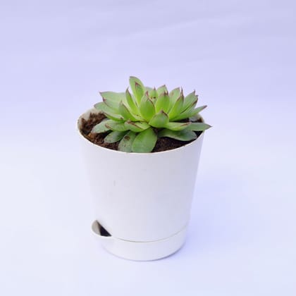 Buy Lakshmi / Laxmi Kamal  in 4 Inch White Florence Self Watering Pot Online | Urvann.com