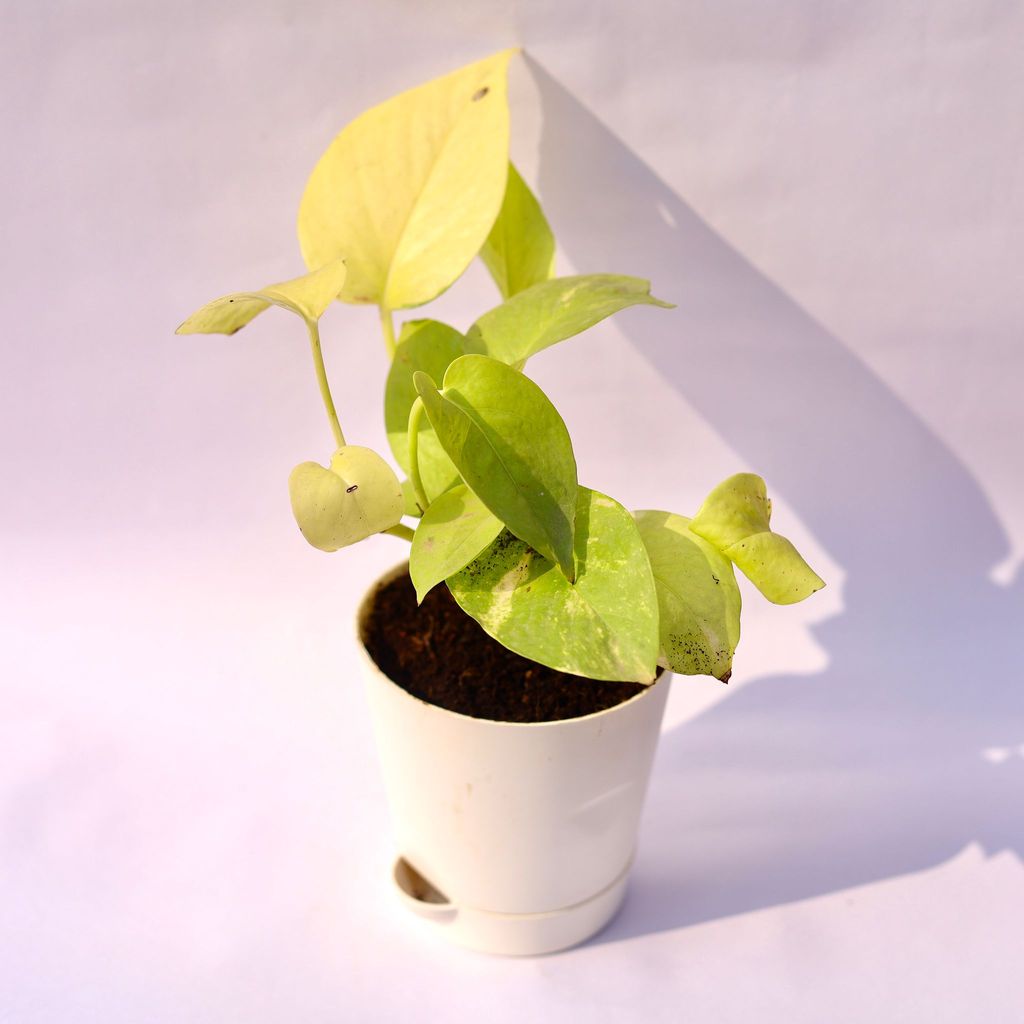 ATUL6170 - Money Plant Golden in 4 Inch White Florence Self Watering Pot