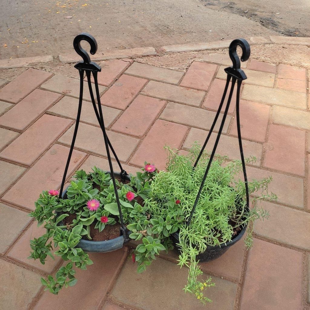 ATUL11248 - Set of 2 - Hanging Combo (Chinese Portulaca Moss Rose & Sedum Yellow) in 5 Inch Hanging Basket