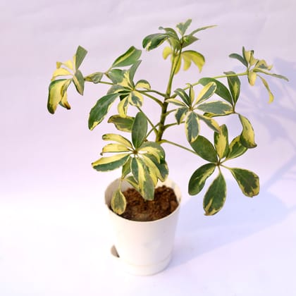 Buy Schefflera Vareigated in 4 Inch White Florence Self Watering Pot Online | Urvann.com