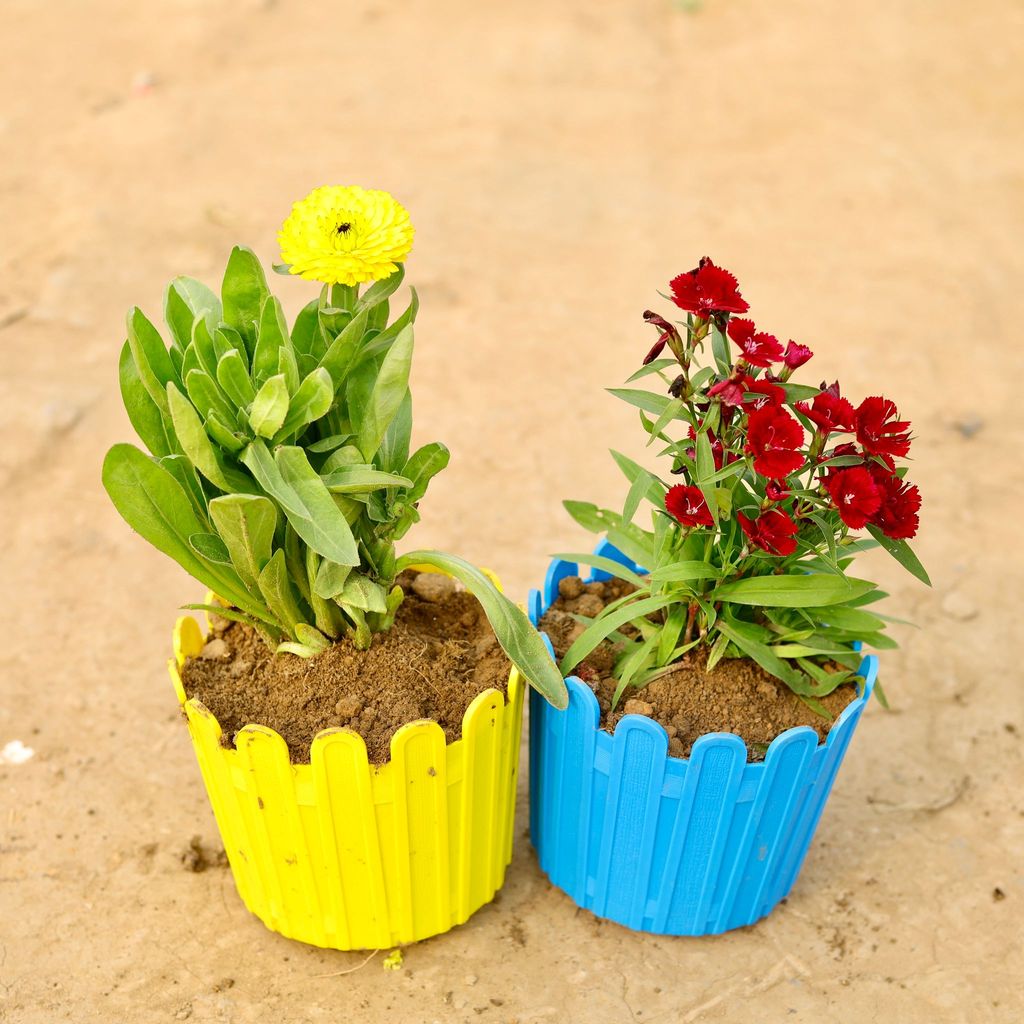 ATUL6219 - Set of 2 - Calendula & Dianthus (any colour) in 6 Inch Premium Tippy Plastic Pot (Multicolour)