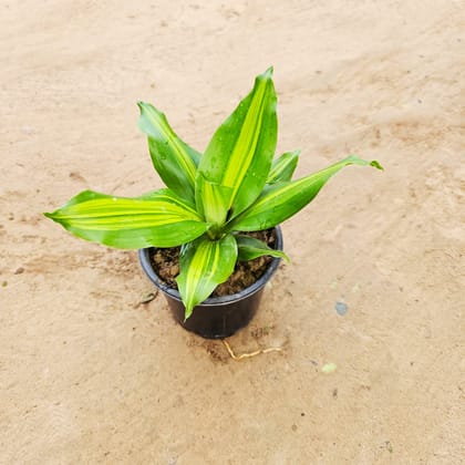 Dracaena Dara Singh - Brazilian Lucky Plant in 5 Inch Nursery pot