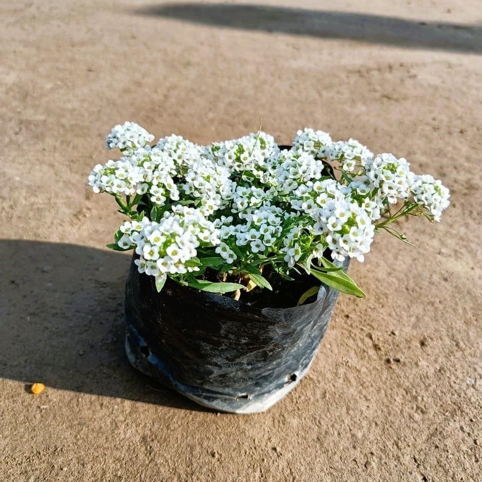 Alyssum White in 4 Inch Nursery Bag