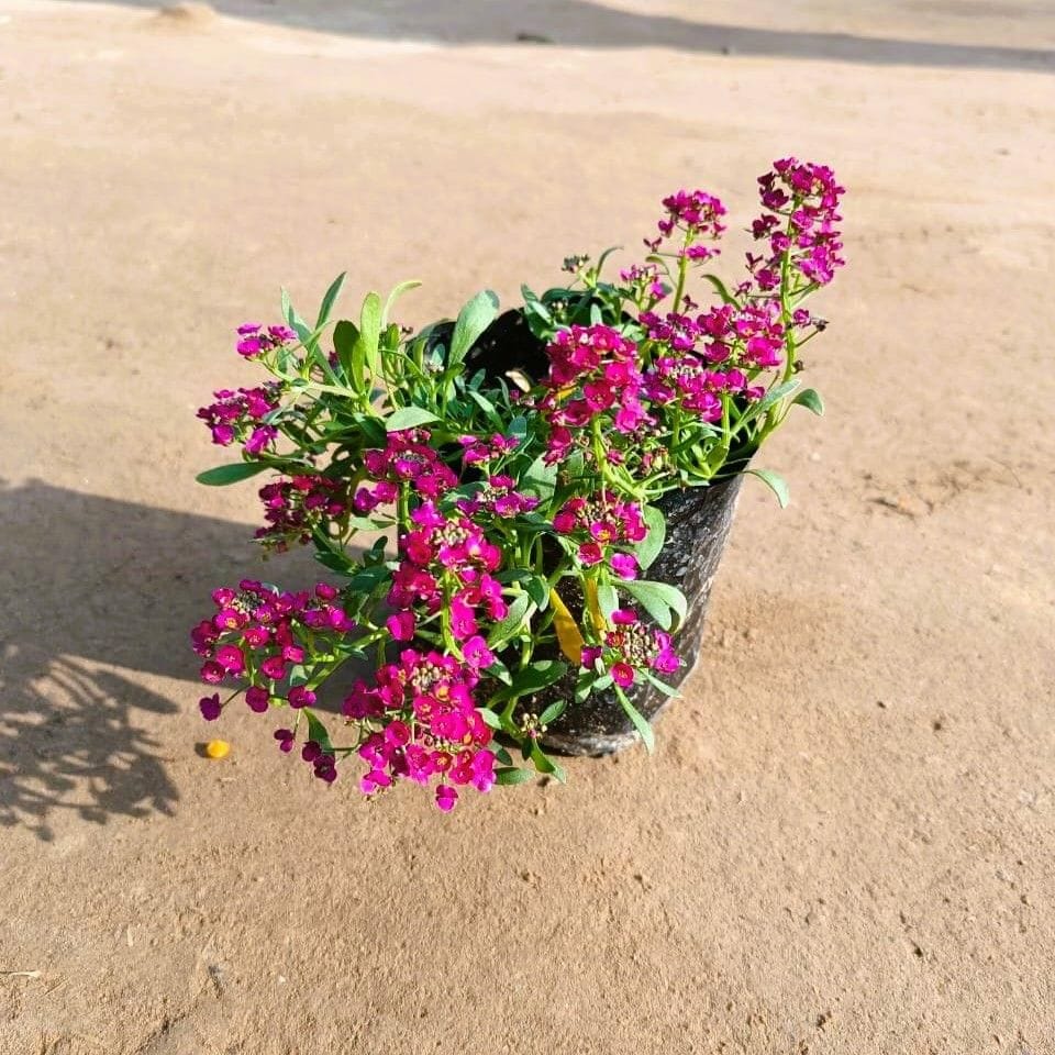 Alyssum Purple in 4 Inch Nursery Bag