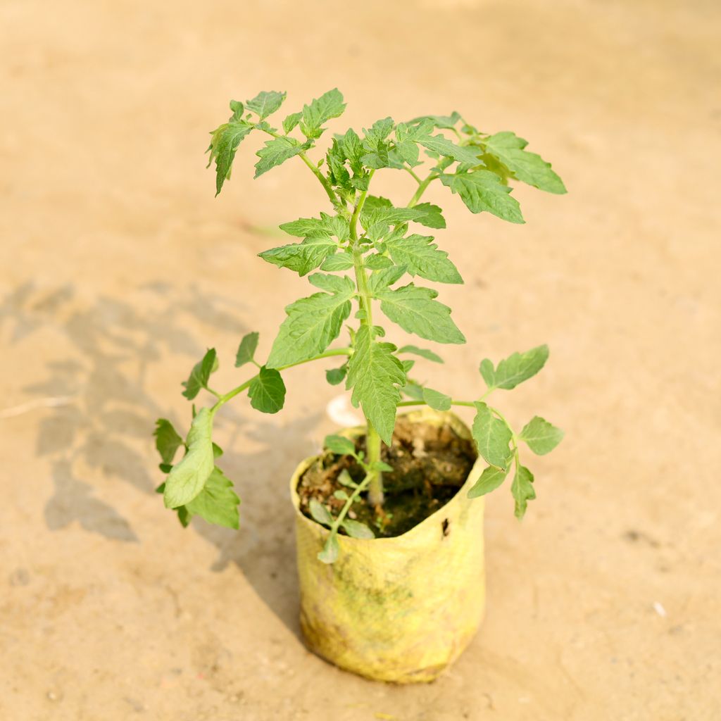 Tomato Plant in 4 Inch Nursery Bag