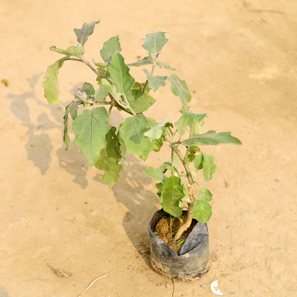 Baigan / Brinjal in 4 Inch Nursery Bag