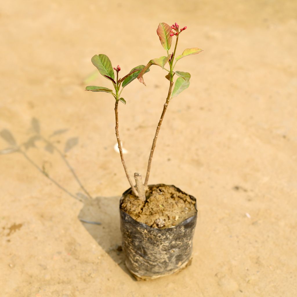 Jatropha / Sundar Rupa in 4 Inch Nursery Bag