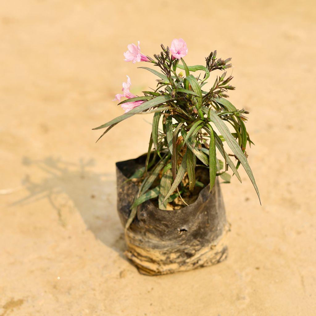 Ruellia (any colour) in 4 Inch Nursery Bag