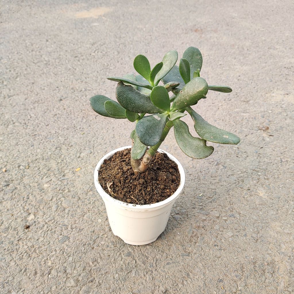 Crasulla in 4 Inch White Nursery Pot