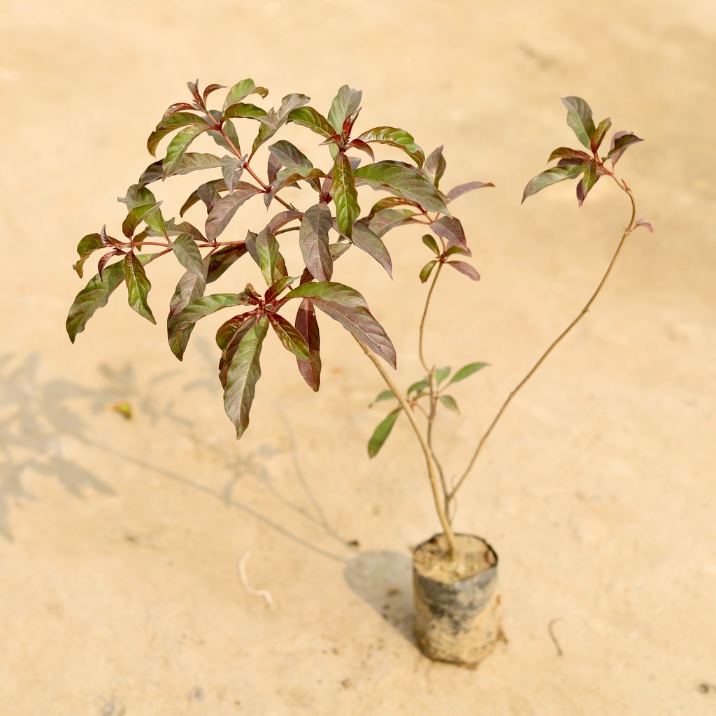 Hamelia / Firebush (any colour) in 4 Inch Nursery Bag