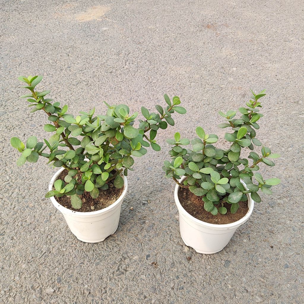 Set of 2 - Lucky Jade in 4 Inch White Nursery Pot