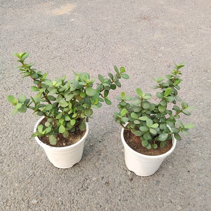 Buy Set of 2 - Lucky Jade in 4 Inch White Nursery Pot Online | Urvann.com